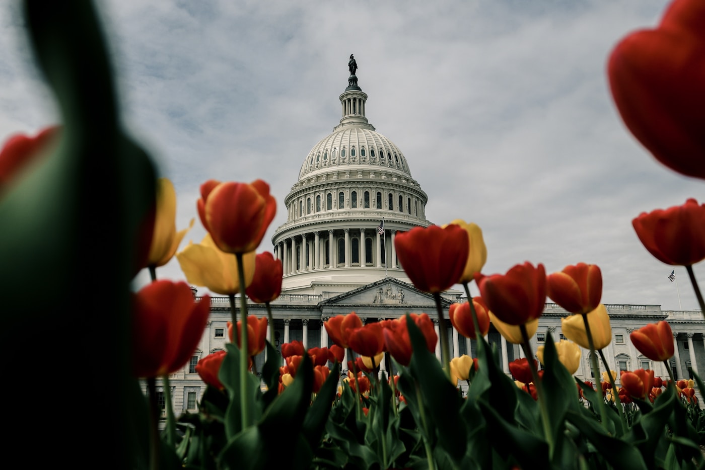 Capitolio de Estados Unidos visto entre tulipanes